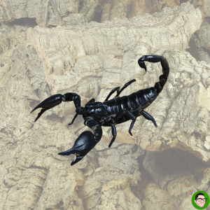 scorpione nero Heterometrus cyaneus scorpione delle foreste