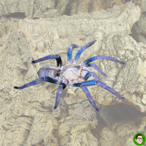 Cyriopagopus lividus haplopelma lividum tarantola blu