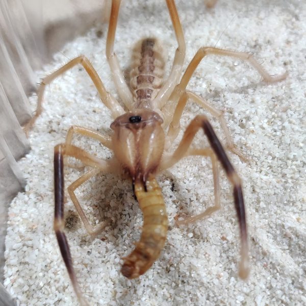 Galeodes granti ragno del deserto ragno cammello ragno giallo senza veleno ragno non velenoso