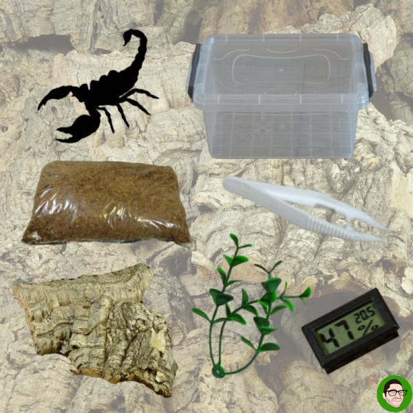 scorpione terrario kit con sughero per scorpione