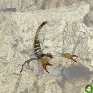 scorpio maurus scorpione giallo palmatus
