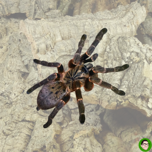 Pterinochilus Murinus DCF Kigoma park ragno marrone ragno scimmia babbuino baboon