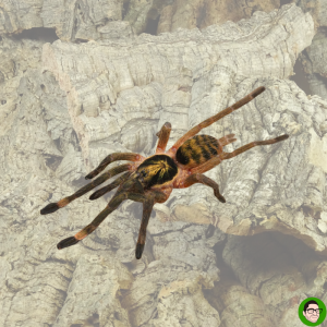 Neoholothele incei ragno oliva del trinidad gold trinidad olive spider ragno d'oro ragno monetina ragno dorato ragno vespa