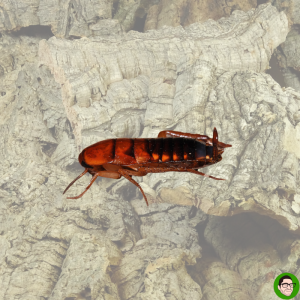 shelfordella lateralis blatta lateralis cibo animali esotici scarafaggio