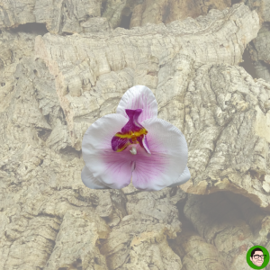orchidea decorazione per terrario