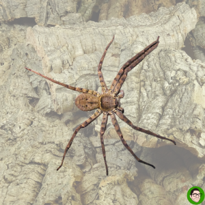 Heteropoda venatoria ragno cacciatore ragno più veloce del mondo huntsman spider ragno cacciatore di umani