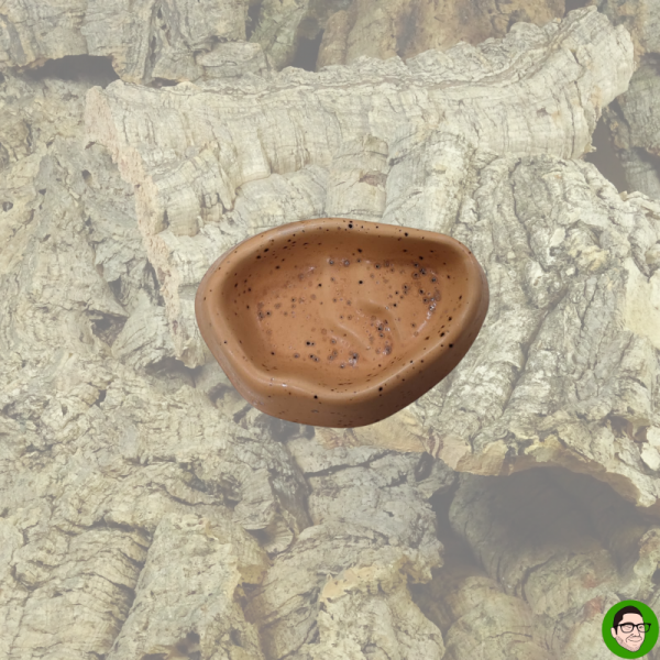 ciotola ceramica per terrario ciotola per acqua tarantola scorpione geco anfibi rettili