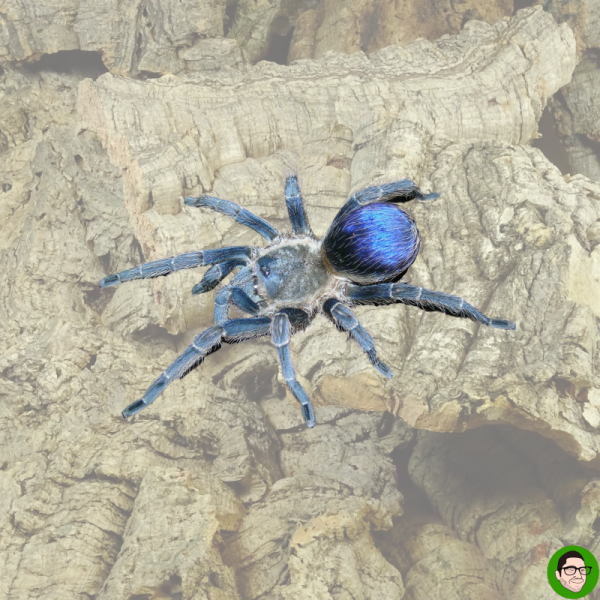 Pseudohapalopus sp blue