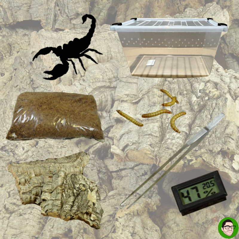kit scorpione per neofiti kit scorpione nero scorpione grande scorpione della foresta heterometrus petersii heterometrus silenus heterometrus sp vietnam heterometrus cyanues