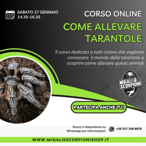 Corso online
