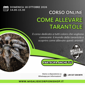 Corso online come allevare tarantole 26 ottobre 2026 migali e scorpioni corso per neofiti migali
