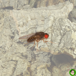 Drosophila_hydei_per piccoli ragni o rane_