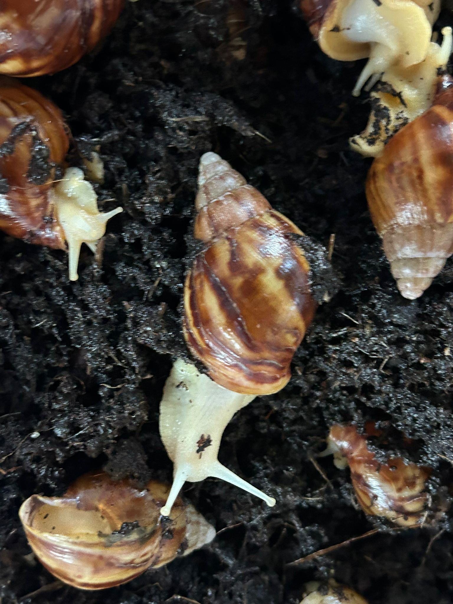 Achatina fulica White Jade Lumaca domestica Achatina fulica White Jade Lumaca domestica