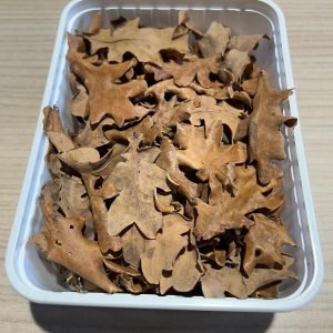 foglie di quercia piccole