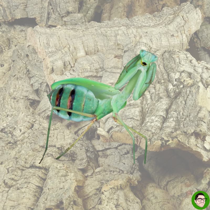 Hierodula membranacea mantide gigante asiatica Hierodula membranacea mantide gigante asiatica