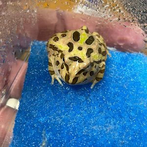 Rana pacman caffè Ceratophrys cranwelli