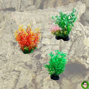 piante decorazione acquario terrario