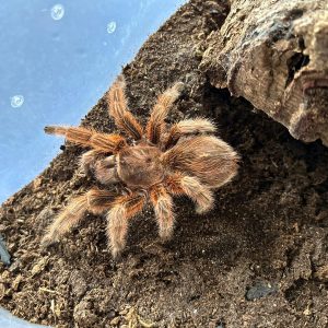 Grammostola rosea tarantola per neofita tarantola docile
