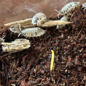 porcellio laevis dalmatian
