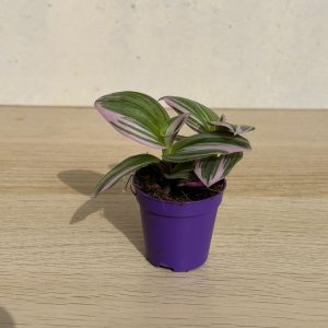 tradescantia nanouk pianta per terrari umidi