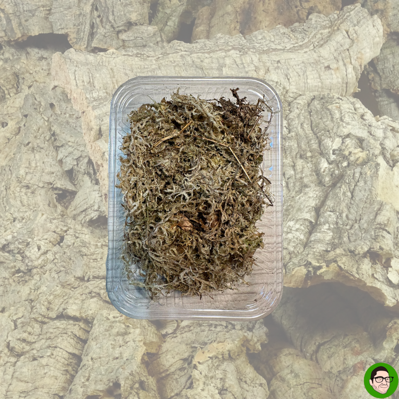 muschio di sfagno vivo pronto all uso sfagno vivo pronto all uso sfagno naturale per terrari terrarium bioattivo sfagno per umidità sfagno per ambiente umido terrario