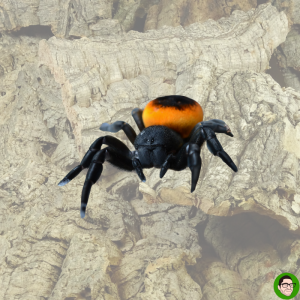 Eresus walckenaeri ''Orange rings''