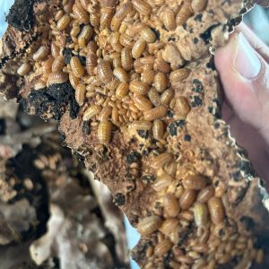 Armadillidium granulatum naranjito insetti pulitori ciliatus